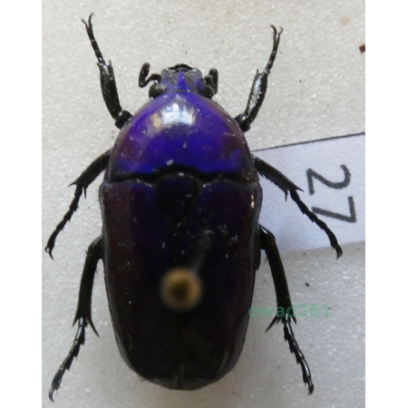 Chlorocala africana oertzeni Kolbe, 1895 ex. ovo Tanzania27